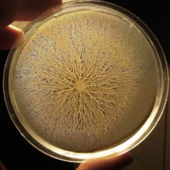 ToshiFarm Petrischaal - 5 Stuks - Petrischalen Met Agar - Steriele Petrischaal Met Agar - Steriele Agar Plaatjes 9 ToshiFarm Petrischaal - 5 Stuks - Petrischalen Met Agar - Steriele Petrischaal Met Agar - Steriele Agar Plaatjes -Goedkope Groene Liefde Winkel 1200x1155 1