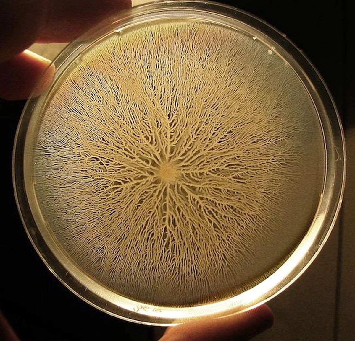 ToshiFarm Petrischaal - 5 Stuks - Petrischalen Met Agar - Steriele Petrischaal Met Agar - Steriele Agar Plaatjes 6 ToshiFarm Petrischaal - 5 Stuks - Petrischalen Met Agar - Steriele Petrischaal Met Agar - Steriele Agar Plaatjes - Afbeelding 4