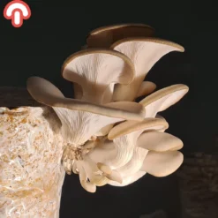 Samzwam Oesterzwam Kweekset XL - Kant En Klaar - Zelf Paddenstoelen Kweken - DIY - 3 KG -Goedkope Groene Liefde Winkel 1200x1160