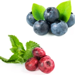 Blauwe Bessen Fruitplanten Mix - Set Van 4 Blauwe Bosbessen - Hoogte 50-60 Cm - Zelfbestuivend, Winterhard -Goedkope Groene Liefde Winkel 1200x1167 3