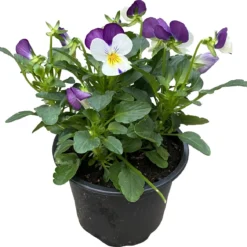 Merkloos Viooltje Grootbloemig Mix 12 Stuks -Goedkope Groene Liefde Winkel 1200x1167 4