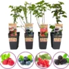 Grootmoeders Jam Mix - Mix Van 4 Fruitplanten: Framboos, Blauwe Bes, Rode Bes, Braam - Hoogte 50-60cm -Goedkope Groene Liefde Winkel 1200x1172 1