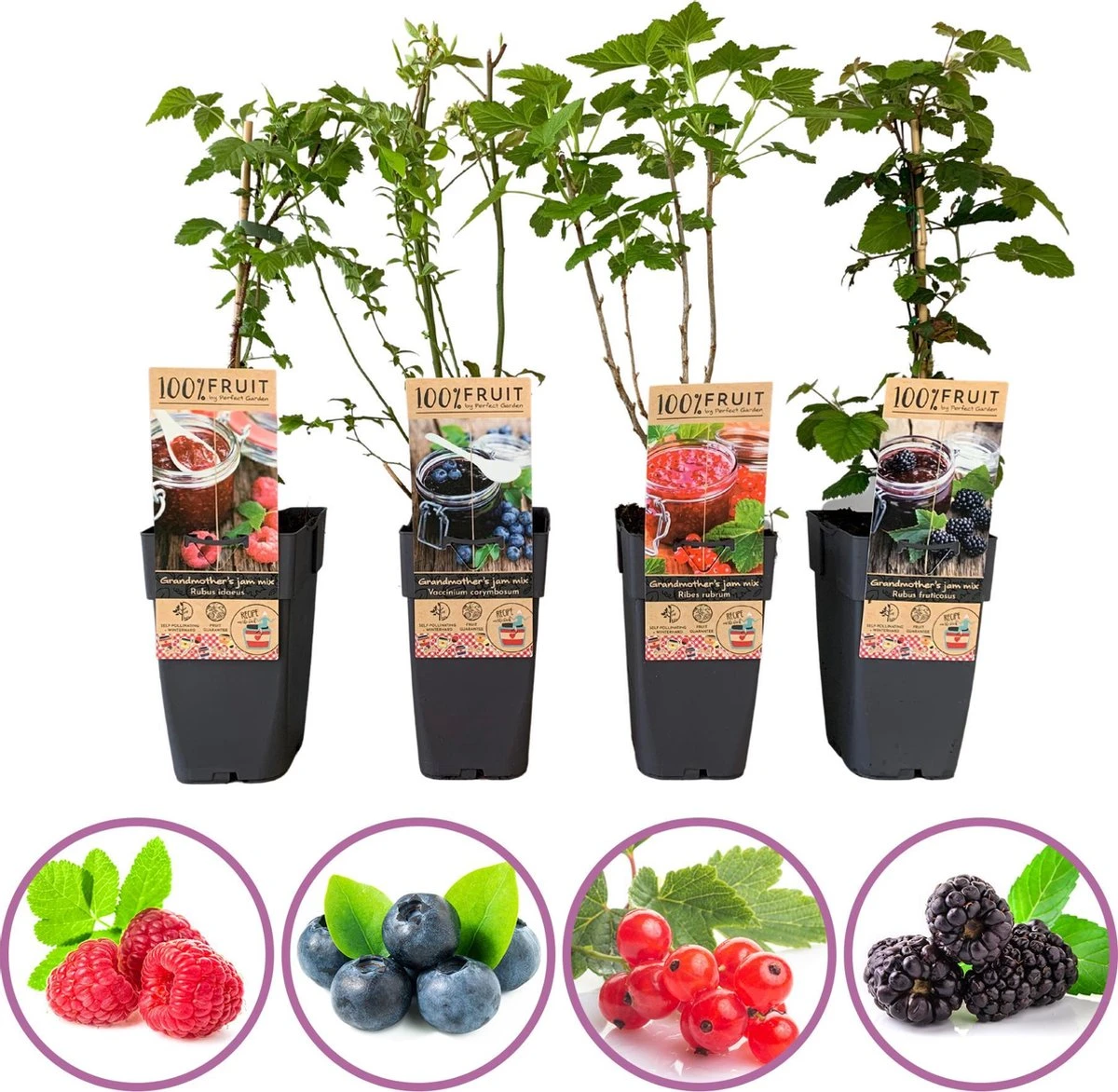 Grootmoeders Jam Mix - Mix Van 4 Fruitplanten: Framboos, Blauwe Bes, Rode Bes, Braam - Hoogte 50-60cm 3 Grootmoeders Jam Mix - Mix Van 4 Fruitplanten: Framboos, Blauwe Bes, Rode Bes, Braam - Hoogte 50-60cm