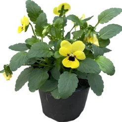 Goedkope Groene Liefde Winkel -Goedkope Groene Liefde Winkel 1200x1175 1