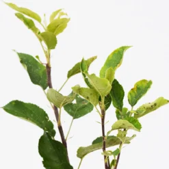 Malus Domestica ‘Trio Appel’ Drie Soorten Aan één Boom - Wortelgoed - Soort A -Goedkope Groene Liefde Winkel 1200x1177 2