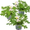 3x Pelargonium Graveolens – Citroengeranium – Anti-muggen - Geurend - ⌀10,5 Cm - 15-20 Cm -Goedkope Groene Liefde Winkel 1200x1177 3