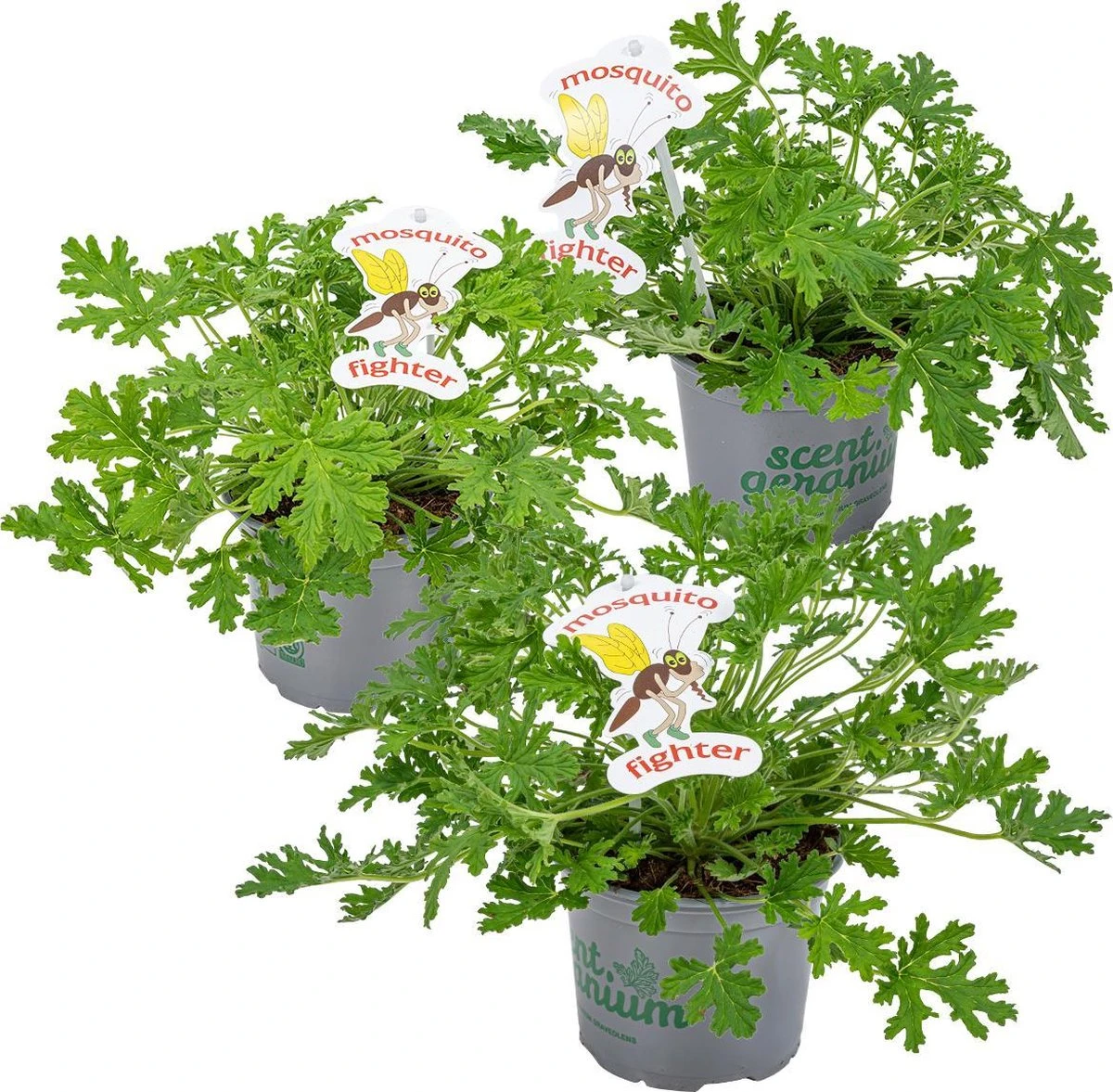 3x Pelargonium Graveolens – Citroengeranium – Anti-muggen - Geurend - ⌀10,5 Cm - 15-20 Cm 3 3x Pelargonium Graveolens – Citroengeranium – Anti-muggen - Geurend - ⌀10,5 Cm - 15-20 Cm