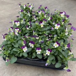 Merkloos Viooltje Grootbloemig Mix 12 Stuks -Goedkope Groene Liefde Winkel 1200x1180 6