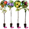 Set Van 4 Fruitbomen - 1 Appel, 1 Peer, 1 Kers, 1 Pruim - Hoogte 60cm - 9cm Pot - Mix A -Goedkope Groene Liefde Winkel 1200x1182 3