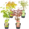 4x Acer Mix - Orange Dream - Going Green - Butterfly - Atropurpureum - ⌀10.5 Cm - 25-30 Cm -Goedkope Groene Liefde Winkel 1200x1185 3
