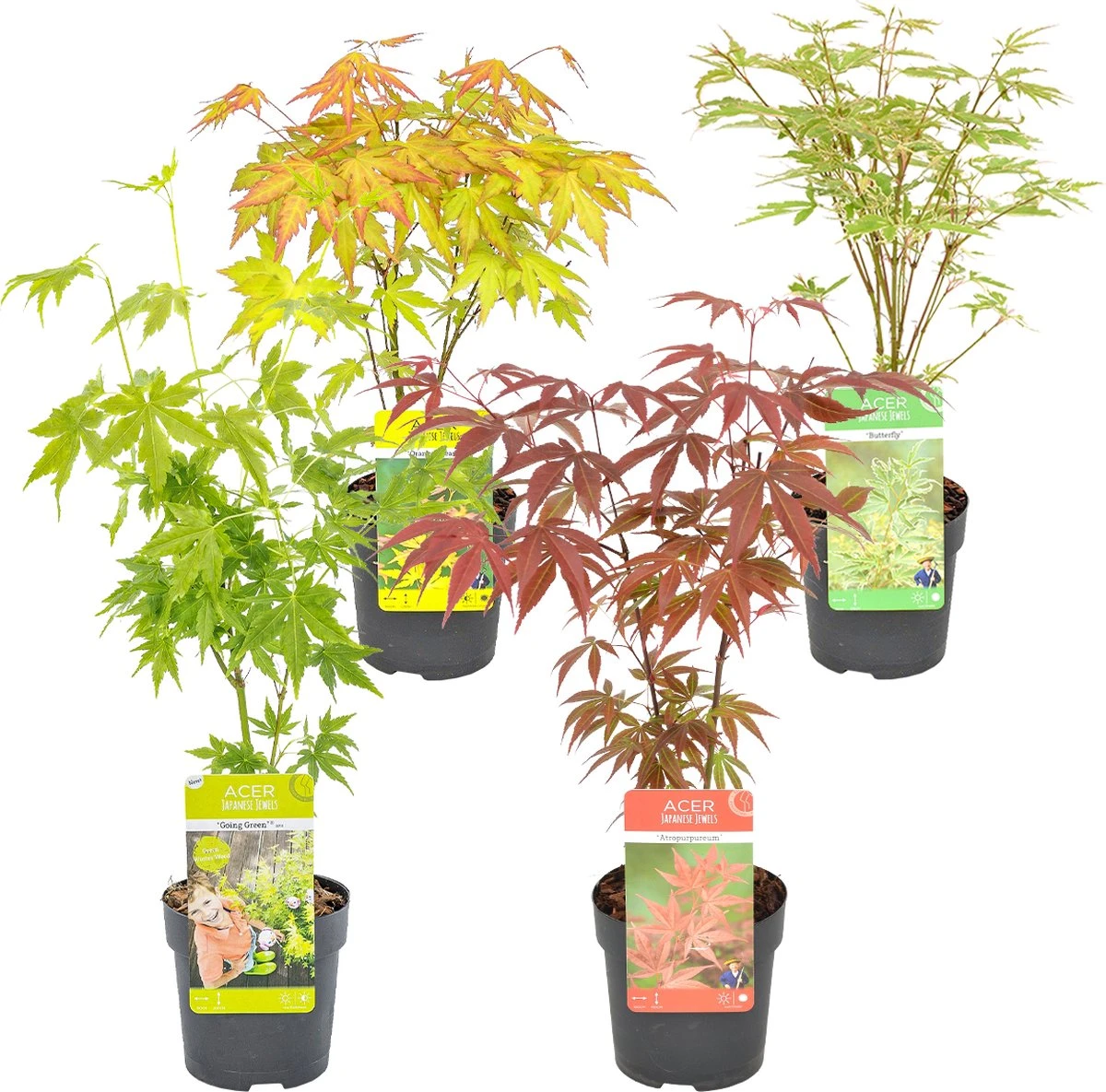 4x Acer Mix - Orange Dream - Going Green - Butterfly - Atropurpureum - ⌀10.5 Cm - 25-30 Cm 3 4x Acer Mix - Orange Dream - Going Green - Butterfly - Atropurpureum - ⌀10.5 Cm - 25-30 Cm