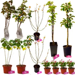 Voedselbos Pakket - Voor Kleine Tuin! - 12 Fruitplanten - Op 12m2 Wildplukken - Permacultuur Moestuin