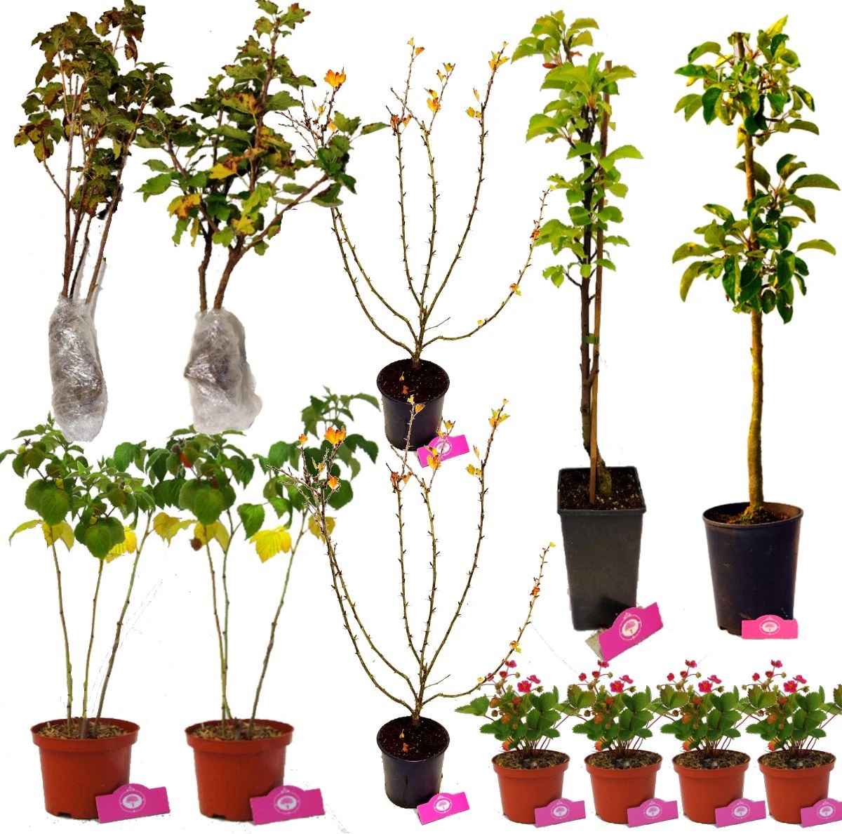 Voedselbos Pakket - Voor Kleine Tuin! - 12 Fruitplanten - Op 12m2 Wildplukken - Permacultuur Moestuin 3 Voedselbos Pakket - Voor Kleine Tuin! - 12 Fruitplanten - Op 12m2 Wildplukken - Permacultuur Moestuin