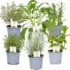 6x Biologische Tuinkruiden Mix - Tuinplanten Mix – Keuken Kruiden - ⌀9 Cm - 10-15 Cm 2 6x Biologische Tuinkruiden Mix - Tuinplanten Mix – Keuken Kruiden - ⌀9 Cm - 10-15 Cm -Goedkope Groene Liefde Winkel 1200x1190 16
