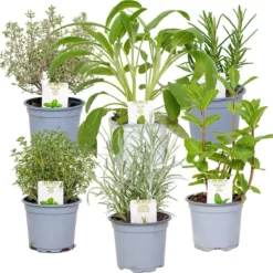 6x Biologische Tuinkruiden Mix - Tuinplanten Mix – Keuken Kruiden - ⌀9 Cm - 10-15 Cm