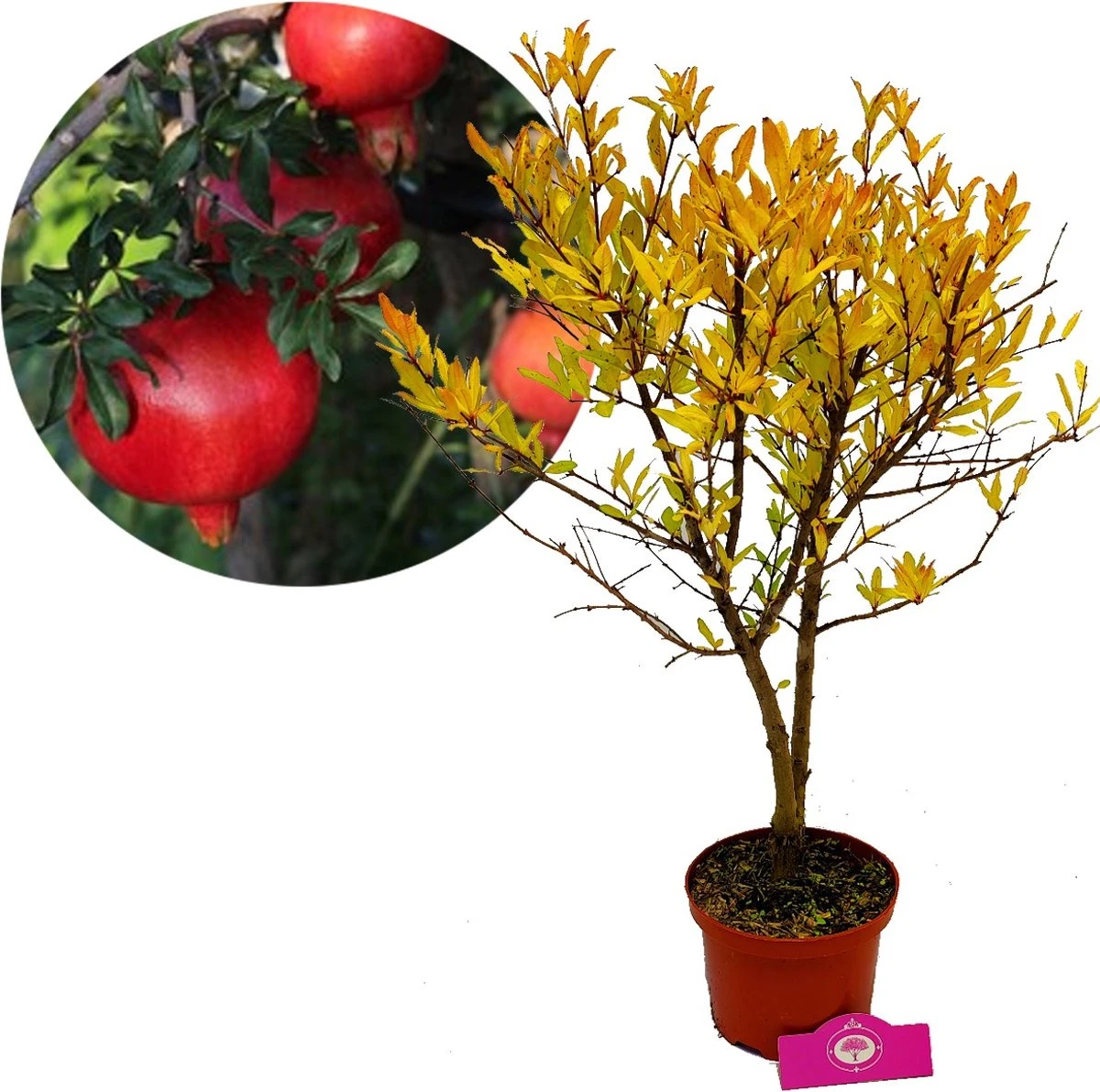 Punica Granatum 'Acco', Granaatappel, 2 Liter Pot 3 Punica Granatum 'Acco', Granaatappel, 2 Liter Pot