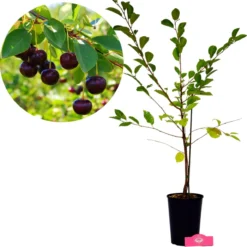 Voedselbos Pakket - 20 Fruitplanten - Op 25m2 Wildplukken! - Permacultuur - Moestuin - Voordeelpakket -Goedkope Groene Liefde Winkel 1200x1194 1