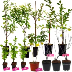 Voedselbos Pakket - 20 Fruitplanten - Op 25m2 Wildplukken! - Permacultuur - Moestuin - Voordeelpakket