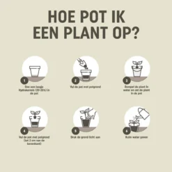 Pokon Hydrokorrels - 5l - Kleikorrels - Goed Voor Drainage 16 Pokon Hydrokorrels - 5l - Kleikorrels - Goed Voor Drainage -Goedkope Groene Liefde Winkel 1200x1198 8