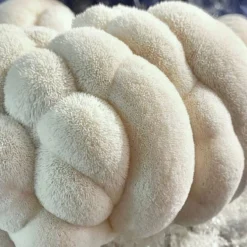 ToshiFarm Fruiting Block Voor Lion's Mane (2kg) - Lion's Mane Kweekset - Pruikzwam Kweekset - Kweekset Pom Pom Blanc - Lion's Mane Kweken -Goedkope Groene Liefde Winkel 1200x1200 123