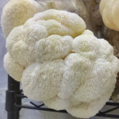 ToshiFarm Fruiting Block Voor Lion's Mane (2kg) - Lion's Mane Kweekset - Pruikzwam Kweekset - Kweekset Pom Pom Blanc - Lion's Mane Kweken -Goedkope Groene Liefde Winkel 1200x1200 125