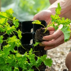 Stevige Lage Zaaitray - 28 Cellen - The Farm Dream - Root Trainer - ECO Friendly - Milieuvriendelijke - Kweektray - Hard Plastic - Stektray -Goedkope Groene Liefde Winkel 1200x1200 126