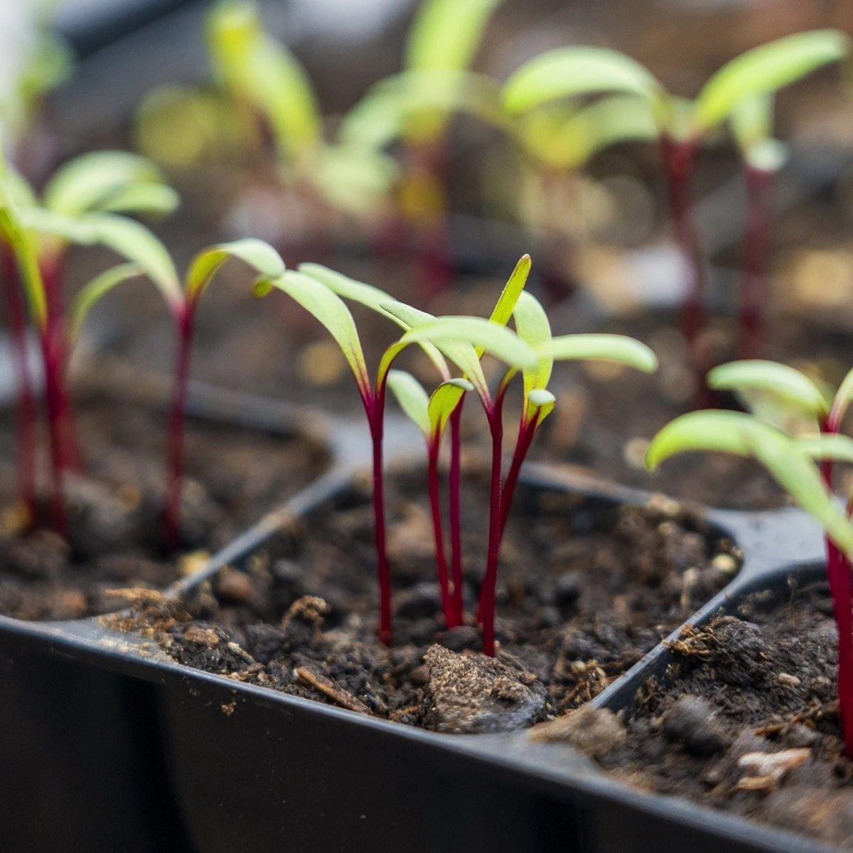 Stevige Zaaitray Ondiep - 40 Cellen - The Farm Dream - Stektray - ECO Friendly - Milieuvriendelijke - Zaaibak - Hard Plastic - Kweektray 5 Stevige Zaaitray Ondiep - 40 Cellen - The Farm Dream - Stektray - ECO Friendly - Milieuvriendelijke - Zaaibak - Hard Plastic - Kweektray - Afbeelding 3