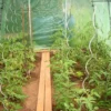 ACD Tomatenspiralen 10 Stuks Gegalvaniseerd Staal -Goedkope Groene Liefde Winkel 1200x1200 20