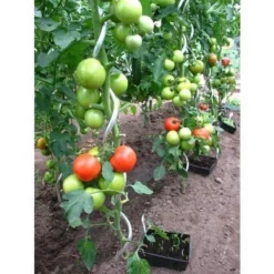 ACD Tomatenspiralen 10 Stuks Gegalvaniseerd Staal -Goedkope Groene Liefde Winkel 1200x1200 23
