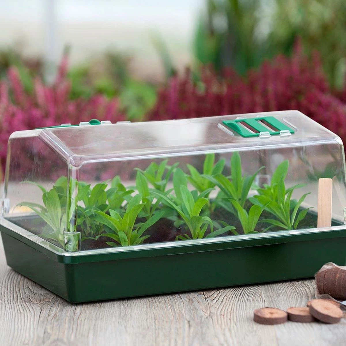 Nature - Mini-kweekbak (met Ventilatie) - H18 X 37,5 X 24cm - Groen - Kweken 4 Nature - Mini-kweekbak (met Ventilatie) - H18 X 37,5 X 24cm - Groen - Kweken - Afbeelding 2