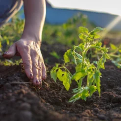 Relaxdays Kweekkas - 110 X 180 X 150 Cm - Foliekas - Uv-bestendig - Laag - Tuinkas - Groen 16 Relaxdays Kweekkas - 110 X 180 X 150 Cm - Foliekas - Uv-bestendig - Laag - Tuinkas - Groen -Goedkope Groene Liefde Winkel 1200x1200 346
