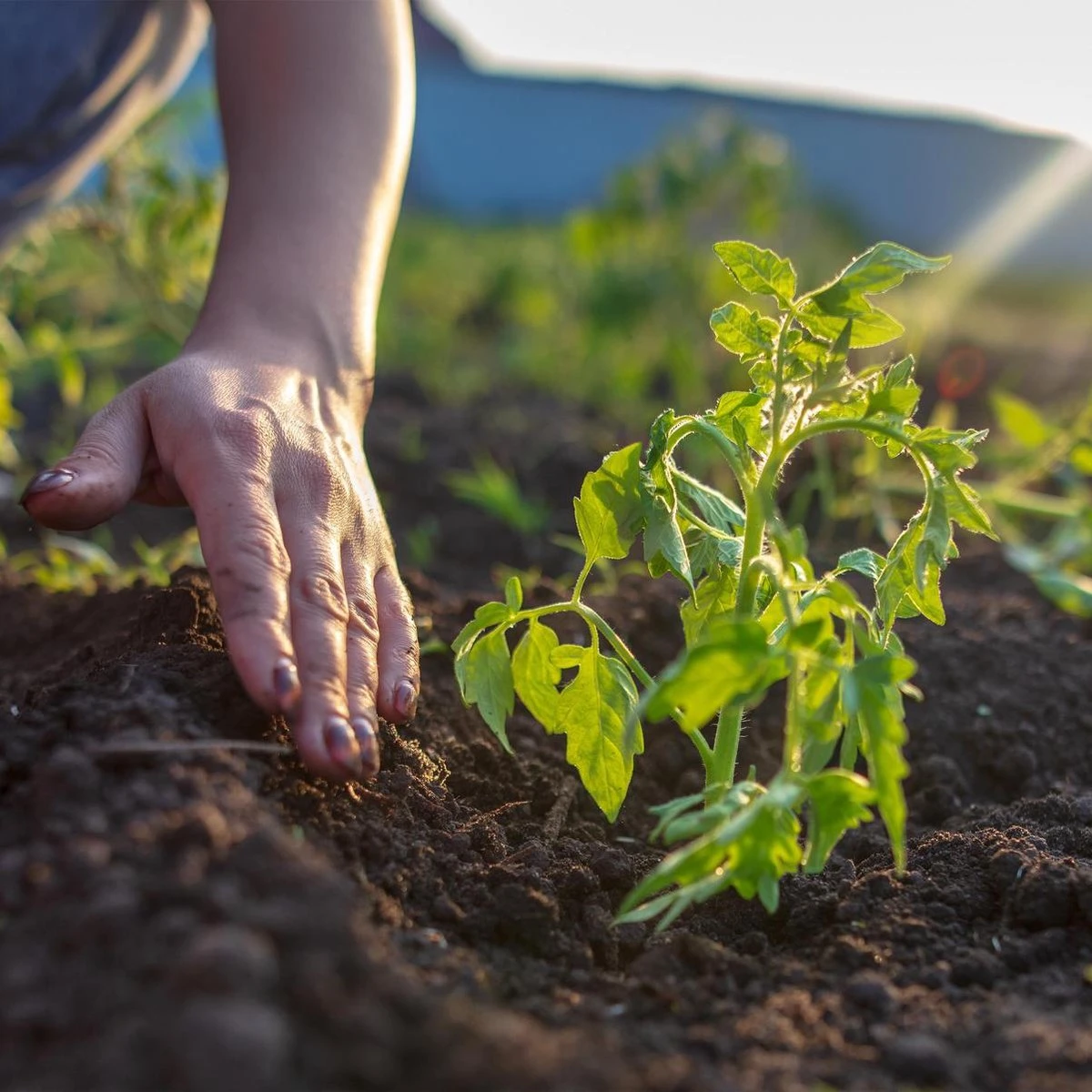 Relaxdays Kweekkas - 110 X 180 X 150 Cm - Foliekas - Uv-bestendig - Laag - Tuinkas - Groen 7 Relaxdays Kweekkas - 110 X 180 X 150 Cm - Foliekas - Uv-bestendig - Laag - Tuinkas - Groen - Afbeelding 5