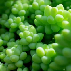 SYBASoil Cactus & Vetplant Mix 5L - Turfvrije Potgrond Mix - 6 Maanden Voeding -Goedkope Groene Liefde Winkel 1200x1200 368