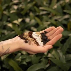 SYBASoil Cactus & Vetplant Mix 5L - Turfvrije Potgrond Mix - 6 Maanden Voeding -Goedkope Groene Liefde Winkel 1200x1200 369