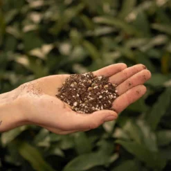 SYBASoil Cactus & Vetplant Mix 5L - Turfvrije Potgrond Mix - 6 Maanden Voeding -Goedkope Groene Liefde Winkel 1200x1200 370