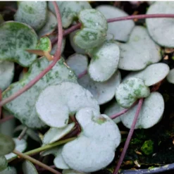 SYBASoil Cactus & Vetplant Mix 5L - Turfvrije Potgrond Mix - 6 Maanden Voeding -Goedkope Groene Liefde Winkel 1200x1200 371