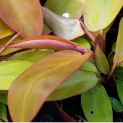 SYBASoil Aroid Mix 5L - Turfvrije Potgrond Mix - 6 Maanden Voeding -Goedkope Groene Liefde Winkel 1200x1200 377