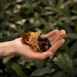 SYBASoil Orchidee Mix 5L - Turfvrije Potgrond Mix - 6 Maanden Voeding -Goedkope Groene Liefde Winkel 1200x1200 385