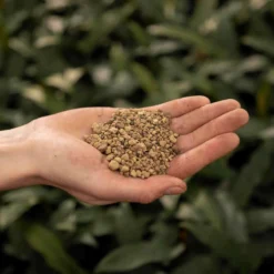 SYBASoil Puimsteen 3L - Bodemverbeteraar - Terrarium Decoratie -Goedkope Groene Liefde Winkel 1200x1200 393