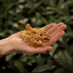 SYBASoil Sphagnum Mos 3L - 5-15cm - Hydrocultuur Groeimedium - Lokaal Geoogst -Goedkope Groene Liefde Winkel 1200x1200 395