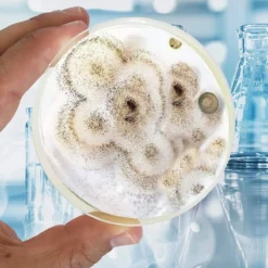 ToshiFarm Petrischaal - 5 Stuks - Petrischalen Met Agar - Steriele Petrischaal Met Agar - Steriele Agar Plaatjes 8 ToshiFarm Petrischaal - 5 Stuks - Petrischalen Met Agar - Steriele Petrischaal Met Agar - Steriele Agar Plaatjes -Goedkope Groene Liefde Winkel 1200x1200 396