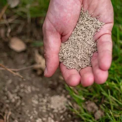 ECOstyle Graszaad Herstel Snelkiemend Gazon Gras – Herstelt Kale Plekken – Vogelwerende Coating – Geschikt Voor Zon- En Schaduw Gazons - Snelle Kieming – 10 – 15M² – 250 GR 24 ECOstyle Graszaad Herstel Snelkiemend Gazon Gras – Herstelt Kale Plekken – Vogelwerende Coating – Geschikt Voor Zon- En Schaduw Gazons - Snelle Kieming – 10 – 15M² – 250 GR -Goedkope Groene Liefde Winkel 1200x1200 427