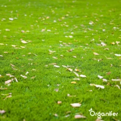 Herstelgazon Graszaad Met Grote Kiemkracht – Fast Repair (1 Kg Voor 50m2) Organifer -Goedkope Groene Liefde Winkel 1200x1200 448