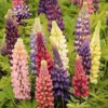 Lupine Zaden - Russel Hybrids Gemengd -Goedkope Groene Liefde Winkel 1200x1200 491
