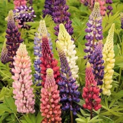 Lupine Zaden - Russel Hybrids Gemengd