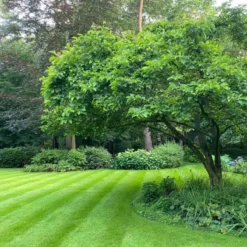 Schaduw Graszaad Voor 50m² Gras | Voor Een Gazon Met Veel Schaduw | Hitte & Droogte Resistent -Goedkope Groene Liefde Winkel 1200x1200 541