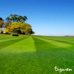 Herstelgazon Graszaad Met Grote Kiemkracht – Fast Repair (5 Kg Voor 250m2) Organifer 21 Herstelgazon Graszaad Met Grote Kiemkracht – Fast Repair (5 Kg Voor 250m2) Organifer -Goedkope Groene Liefde Winkel 1200x1200 565