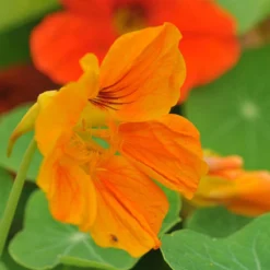 Oost-Indische Kers Lage Bio, Heel Makkelijk Te Kweken En Veelzijdige Plant Met Eetbare Bloemen En Blad -Goedkope Groene Liefde Winkel 1200x1200 571