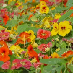 Oost-Indische Kers Lage Bio, Heel Makkelijk Te Kweken En Veelzijdige Plant Met Eetbare Bloemen En Blad -Goedkope Groene Liefde Winkel 1200x1200 572