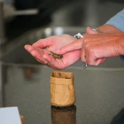 Zaden Je Bent Goud Waard - Goudsbloem 9 Zaden Je Bent Goud Waard - Goudsbloem -Goedkope Groene Liefde Winkel 1200x1200 574